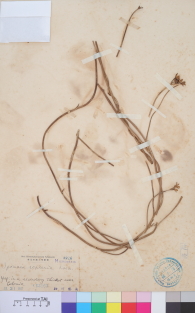 Specimen thumbnail
